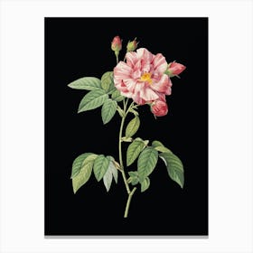 Vintage French Rosebush with Variegated Flowers Botanical Illustration on Solid Black n.0030 Canvas Print