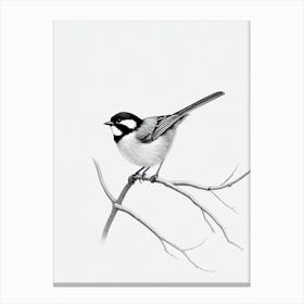 Carolina Chickadee B&W Pencil Drawing 3 Bird Canvas Print