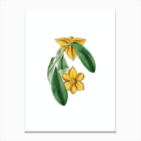 Vintage Laurel Leaf Custard Apple Botanical Illustration on Pure White n.0974 Canvas Print