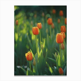 Orange Tulips Canvas Print