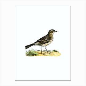Vintage Meadow Pipit Bird Illustration on Pure White Canvas Print
