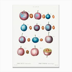 Common Plum, Pierre Joseph Redoute Canvas Print