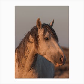 Sunset Horse Canvas Print