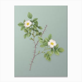 Vintage Spiny Leaved Rose of Dematra Botanical Art on Mint Green n.0681 Canvas Print