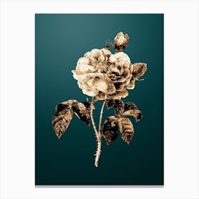 Gold Botanical Gallic Rose on Dark Teal n.3161 Canvas Print