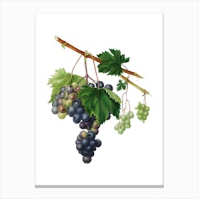 Vintage Grape from Ischia Botanical Illustration on Pure White n.0329 Canvas Print