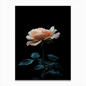 Dark Rose 98 Canvas Print