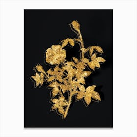 Vintage Moss Rose Botanical in Gold on Black n.0240 Canvas Print