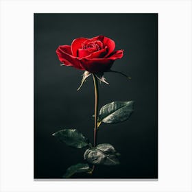 Single Red Rose On Black Background 21 Canvas Print