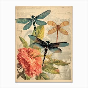 Dragonfly Vintage Species 8 Canvas Print