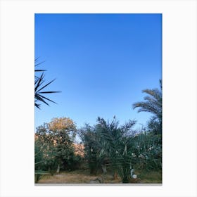 Moon And Palm Trees Canvas Print