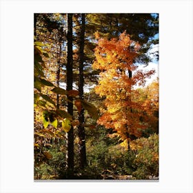 Autumn In The Woods Canvas Print