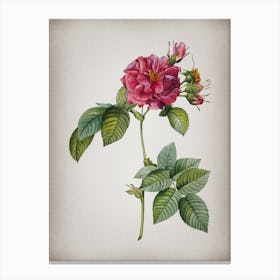 Vintage Pink Francfort Rose Botanical on Parchment n.0318 Canvas Print