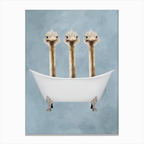 Ostriches In Bathtub Canvas Print