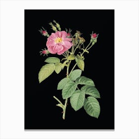 Vintage Harsh Downy Rose Botanical Illustration on Solid Black Canvas Print