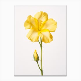 Pressed Wildflower Botanical Art Evening Primrose 2 Canvas Print