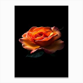 Orange Rose On Black Background 13 Canvas Print