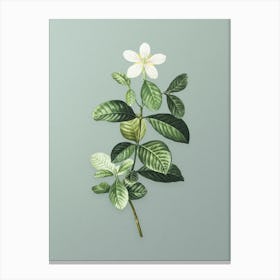 Vintage Gardenia Botanical Art on Mint Green n.0391 Canvas Print