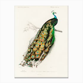 Indian Peafowl (Pavo Cristatus), Charles Dessalines D' Orbigny Canvas Print