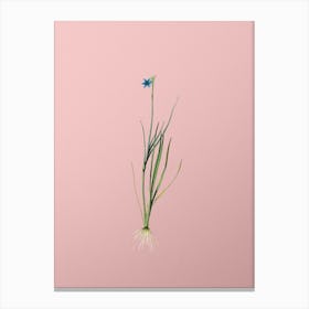 Vintage Narrow leaf Blue eyed grass Botanical on Soft Pink n.0506 Canvas Print
