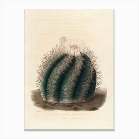 Cactus Canvas Print