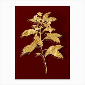 Vintage Sweet Pittosporum Branch Botanical in Gold on Red n.0484 Canvas Print