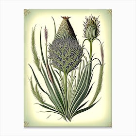 Psyllium Herb Vintage Botanical Canvas Print