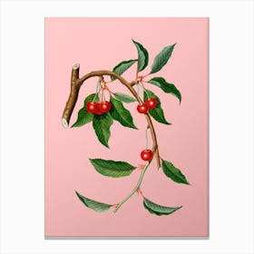 Vintage Cherry Botanical on Soft Pink n.0008 Canvas Print