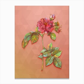 Vintage Pink Francfort Rose Botanical Art on Peach Pink n.0345 Canvas Print