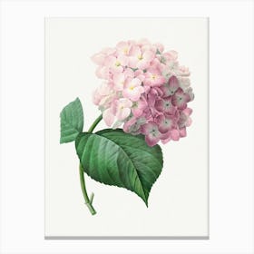 Hydrangea, Pierre Joseph Redouté Canvas Print