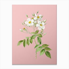 Vintage Musk Rose Botanical on Soft Pink n.0241 Canvas Print