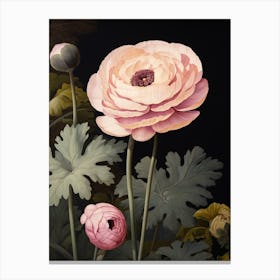 Flower Illustration Ranunculus 1 Canvas Print