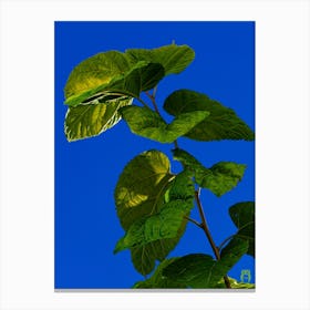 Blue Sky With Green Leaves 20230930160017pub Canvas Print