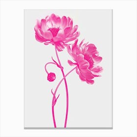 Hot Pink Asters 4 Canvas Print