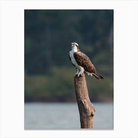 Osprey On Log Canvas Print