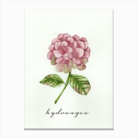 Pink Hydrangea Canvas Print