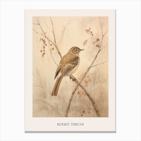Vintage Bird Drawing Hermit Thrush 2 Poster Canvas Print