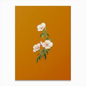 Vintage Wine Stained Godetia Flower Botanical on Sunset Orange n.0183 Canvas Print
