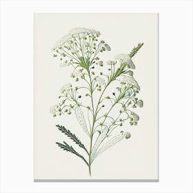 Baby's Breath Wildflower Vintage Botanical Canvas Print