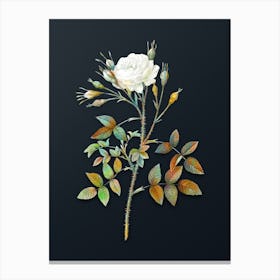 Vintage White Rose of Rosenberg Botanical Watercolor Illustration on Dark Teal Blue Canvas Print