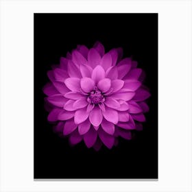 Purple Dahlia Flower Canvas Print