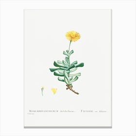 Mesembryanthemum Dolabriforme, Pierre Joseph Redoute Canvas Print