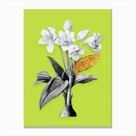 Vintage Crinum Giganteum Black and White Gold Leaf Floral Art on Chartreuse n.0136 Canvas Print