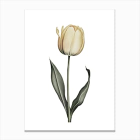 Elegant Yellow Tulip Botanical Illustration Canvas Print