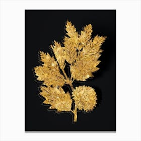 Vintage Valonia Oak Botanical in Gold on Black n.0009 Canvas Print