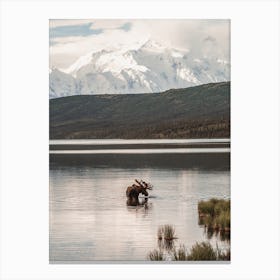 Moose In A Lake Canvas Print