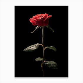 Single Red Rose On Black Background Canvas Print