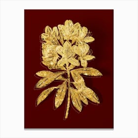 Vintage Common Rhododendron Botanical in Gold on Red n.0073 Canvas Print