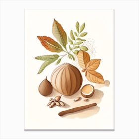 Nutmeg Spices And Herbs Pencil Illustration 2 Canvas Print