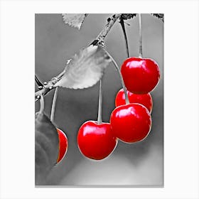 Cherries on the tree 1 Canvas Print